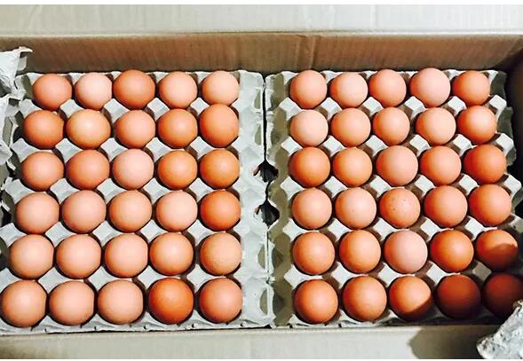 免费黄色91视频销量骤减叠加饲料疯涨 蛋鸡91视频APP污版步入亏损“深水区